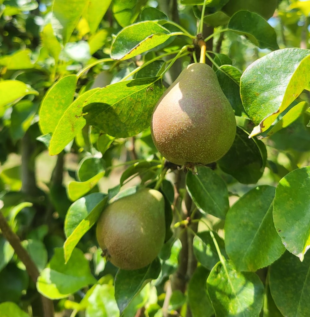 Wino Bio Biokistenlieferant Brackenheim Stuttgarter Geißhirtle Birnen 2024